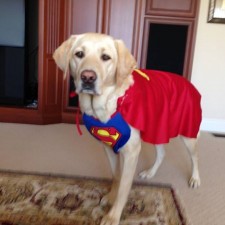 Victor_Super_Dog