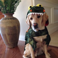 Victor_the_Frog_20141024