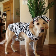 Victor_Zebra_20141022