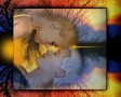 Julian And Jenny-Autumn